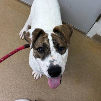 Sammy -  Terrier and Mixed Breed Dog Available for Adoption in Corpus Christi, Texas - Sammy | PetCurious