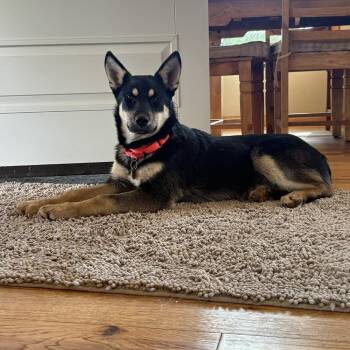 Kona -  German Shepherd Dog Dog for Adoption in Pleasant Hill, California - Kona | PetCurious