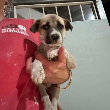 Catahoula Leopard Dog Dogs Available for Adoption in Hinesville, Georgia - Chardonnay | PetCurious
