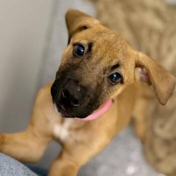 Shepherd and Mixed Breed Dogs Available for Adoption in Atlanta, Georgia - Diamond | PetCurious