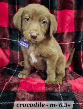 Australian Shepherd Dogs Available for Adoption - Crocodile | PetCurious