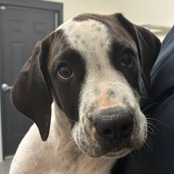 Tippy -  Hound Dog for Adoption in Bronson, Florida - Tippy | PetCurious
