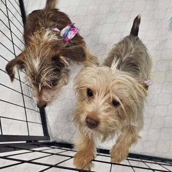 Hansel -  Yorkshire Terrier Dog for Adoption in Eugene, Oregon - Hansel | PetCurious