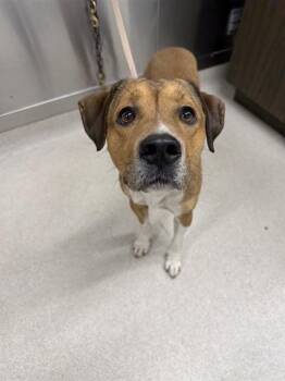 REX -  Hound and Mixed Breed Dog for Adoption in Fairbanks, Alaska - REX | PetCurious