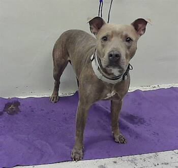 Rescue Staffordshire Bull Terrier and Mixed Breed Dogs for Adoption in Houston, Texas - BROWNIE | PetCurious