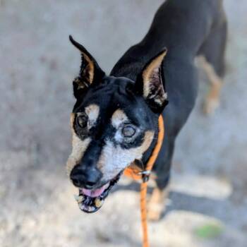 Nigel -  Miniature Pinscher Dog for Adoption in Port Richey, Florida - Nigel | PetCurious