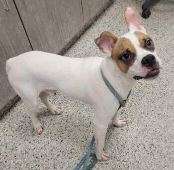 Jamboree -  Mixed Breed Dog for Adoption in Kansas City, Missouri - Jamboree | PetCurious