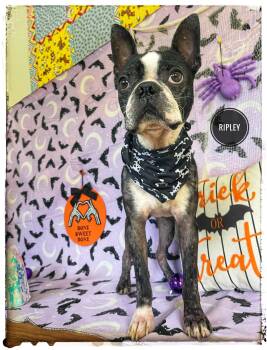 Ripley -  Boston Terrier Dog for Adoption in Sebring, Florida - Ripley | PetCurious