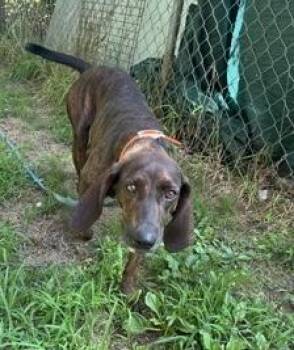 Cranberry -  Plott Hound Dog for Adoption in Marshall, North Carolina - Cranberry | PetCurious