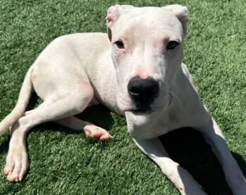 Rescue Dogo Argentino Dogs for Adoption - Crew | PetCurious