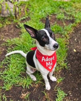 Bandit -  Rat Terrier and Chihuahua Dog for Adoption in Los Angeles, California - Bandit | PetCurious
