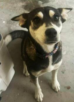 Wavy $550 -  American Eskimo Dog Dog for Adoption in West Milwaukee, Wisconsin - Wavy $550 | PetCurious
