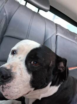 Rescue American Bulldog Dogs for Adoption in Grandview, Texas - Ice | PetCurious