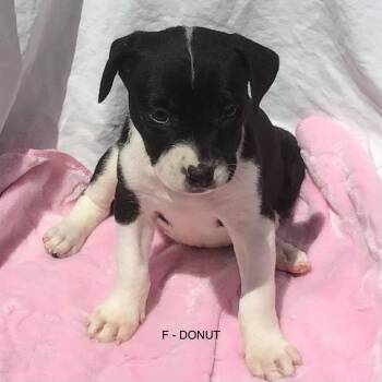 Donut -  Mixed Breed Dog for Adoption in Calgary, Alberta - Donut | PetCurious