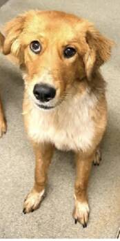 Peaches -  Golden Retriever and Shepherd Dog for Adoption in Albuquerque, New Mexico - Peaches | PetCurious