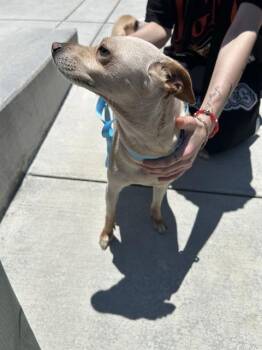 MOCHA -  Chihuahua and Mixed Breed Dog for Adoption in Santa Rosa, California - MOCHA | PetCurious