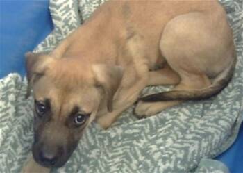 Rescue Mixed Breed Dogs for Adoption in Dallas, Texas - ABIGAIL | PetCurious