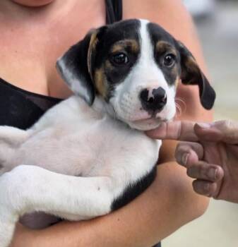 Hound Dogs Available for Adoption in Washington, District Of Columbia - Babe Hamilton | PetCurious
