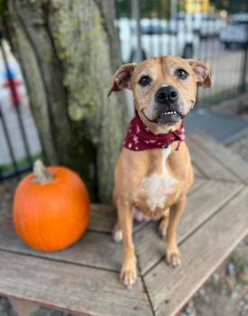 Rescue Pit Bull Terrier Dogs for Adoption in Kenmore, New York - Princess | PetCurious