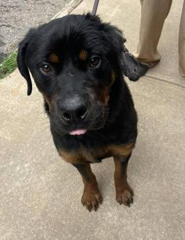 Rocco -  Rottweiler Dog for Adoption in Deering, New Hampshire - Rocco | PetCurious