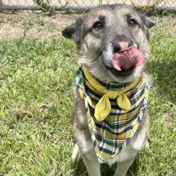 Rescue Husky and German Shepherd Dog Dogs for Adoption in Angleton, Texas - Nissan | PetCurious