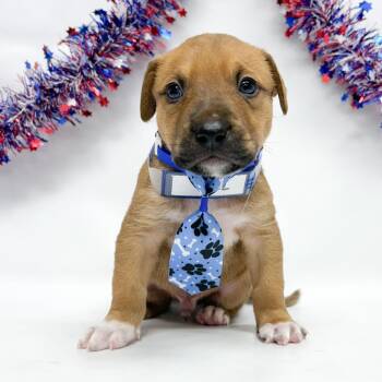 755 (2026) Olive -  Pit Bull Terrier and Great Pyrenees Dog for Adoption in Parker, Colorado - 755 (2026) Olive | PetCurious
