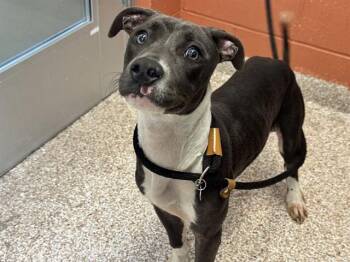 DONUT -  Australian Cattle Dog Blue Heeler and Whippet Dog for Adoption in Pueblo, Colorado - DONUT | PetCurious