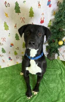 Labrador Retriever and Border Collie Dogs Available for Adoption - Taz | PetCurious