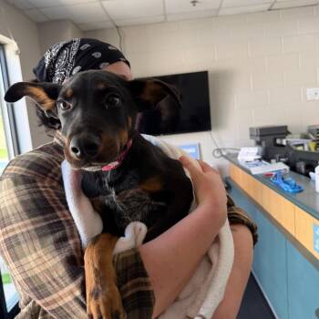 Mixed Breed Dogs Available for Adoption in Walker, Michigan - Hendrix | PetCurious