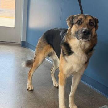 Diablo/fidget -  German Shepherd Dog Dog for Adoption in Kingman, Arizona - Diablo/fidget | PetCurious