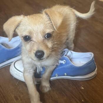 Ms. Itsy Bitsy Katherine -  Wirehaired Terrier Dog for Adoption in Ridgefield, Washington - Ms. Itsy Bitsy Katherine | PetCurious