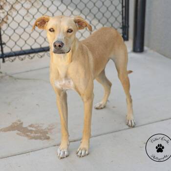 Journey -  Black Mouth Cur and Mixed Breed Dog for Adoption in Portland, Oregon - Journey | PetCurious