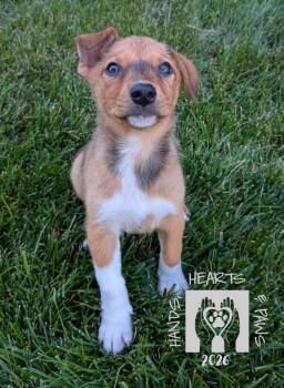 Spring -  Australian Cattle Dog Blue Heeler Dog for Adoption in Omaha, Nebraska - Spring | PetCurious