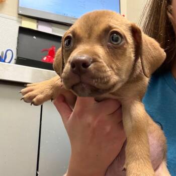 Pocus -  Pit Bull Terrier Dog for Adoption in Tulsa, Oklahoma - Pocus | PetCurious