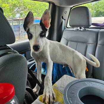 Bonanza -  Rat Terrier and Mixed Breed Dog for Adoption in Lake Jackson, Texas - Bonanza | PetCurious