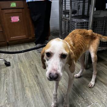 Dolly -  Hound Dog for Adoption in Summerville, South Carolina - Dolly | PetCurious