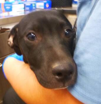 Rat Terrier and Jack Russell Terrier Dogs Available for Adoption in Lafayette, Louisiana - Black | PetCurious