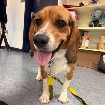 Beagle Dogs Available for Adoption in Charlottesville, Virginia - Weezer | PetCurious