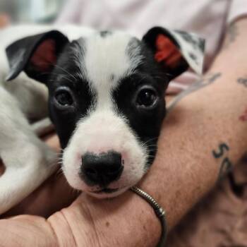 Sprout -  Mixed Breed Dog for Adoption in Brockton, Massachusetts - Sprout | PetCurious
