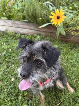 Izzy -  Terrier Dog for Adoption in Knoxville, Tennessee - Izzy | PetCurious