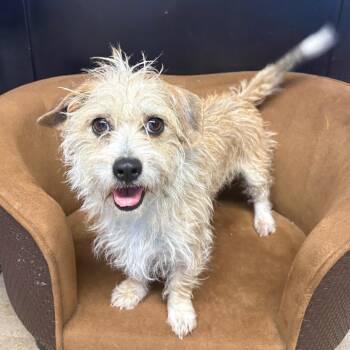 MiaMay -  Yorkshire Terrier and Dachshund Dog for Adoption in Clavet, Saskatchewan - MiaMay | PetCurious