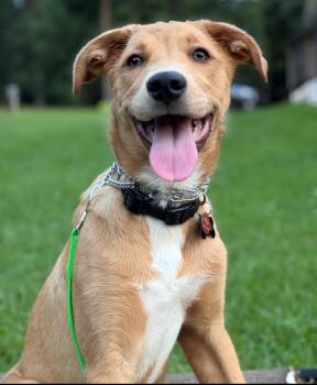Ryder-Available Courtesy Post www.lhar.dog for additional detail -  Australian Shepherd and Labrador Retriever Dog for Adoption in Frederick, Maryland - Ryder-Available Courtesy Post Www.lhar.dog For Additional Detail | PetCurious