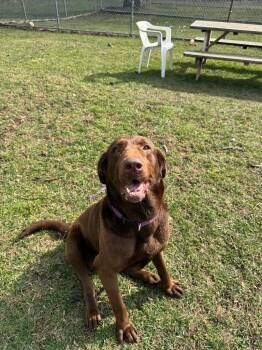 Chocolate Labrador Retriever Dogs Available for Adoption in Marion, Ohio - Dixie | PetCurious