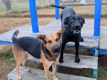 Mixed Breed Dogs Available for Adoption in Lake City, Arkansas - Cher | PetCurious
