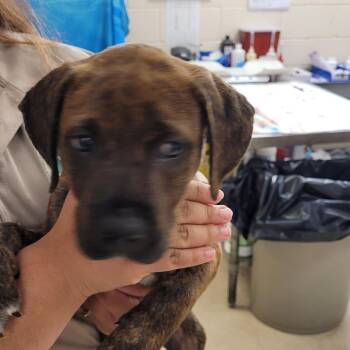 Mixed Breed Dogs Available for Adoption in Lake Panasoffkee, Florida - Daisy | PetCurious