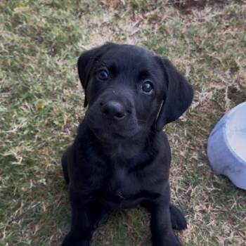 Coal -  Black Labrador Retriever Dog for Adoption in Cartersville, Georgia - Coal | PetCurious