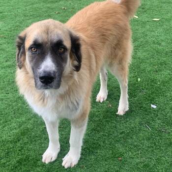 Brisco -  Great Pyrenees Dog for Adoption in Krum, Texas - Brisco | PetCurious