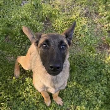 Belgian Shepherd Malinois and Mixed Breed Dogs Available for Adoption in Tulsa, Oklahoma - Skaller | PetCurious