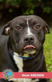 Dean -  Staffordshire Bull Terrier Dog for Adoption in Mobile, Alabama - Dean | PetCurious