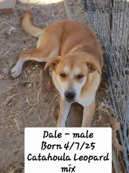 Dale -  Catahoula Leopard Dog and Black Mouth Cur Dog for Adoption in Livingston, Texas - Dale | PetCurious